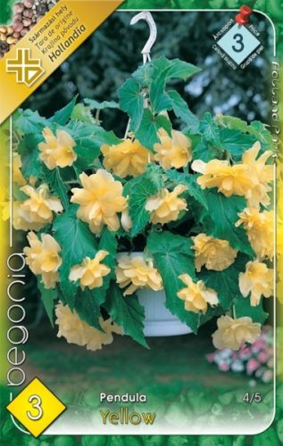 Begonia virághagyma, gumó, Pendula sárga