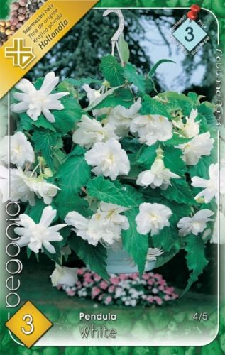 Begonia virághagyma, gumó, Pendula fehér