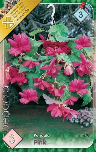 Begonia virághagyma, gumó, Pendula rózsaszín