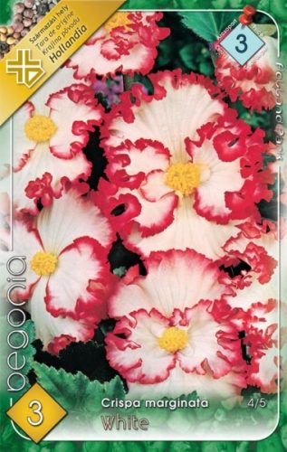 Begonia virághagyma, gumó, crispa marginata Fehér