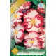 Begonia virághagyma, gumó, crispa marginata Fehér