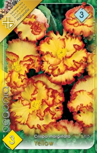 Begonia virághagyma, gumó, crispa marginata Sárga