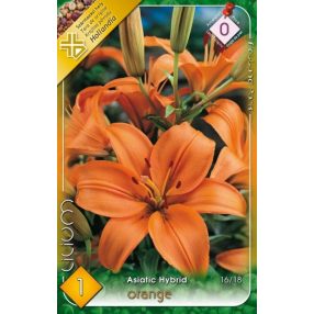 Liliom virághagyma, gumó, Lilium asiatic narancs