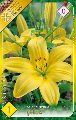 Liliom virághagyma, gumó, Lilium asiatic sárga