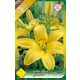 Liliom virághagyma, gumó, Lilium asiatic sárga