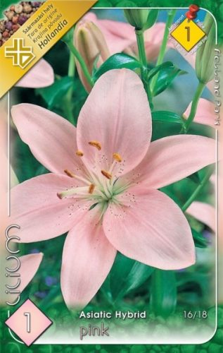 Liliom virághagyma, gumó, asiatic pink