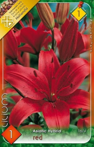 Liliom virághagyma, gumó, asiatic red