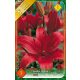 Liliom virághagyma, gumó, asiatic red