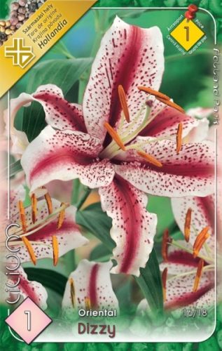 Liliom virághagyma, gumó, oriental Dizzy