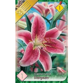 Liliom virághagyma, gumó, Stargazer