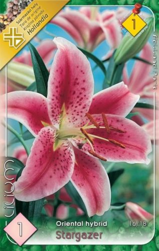 Liliom virághagyma, gumó, Stargazer