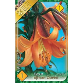 Liliom virághagyma, gumó, African Queen