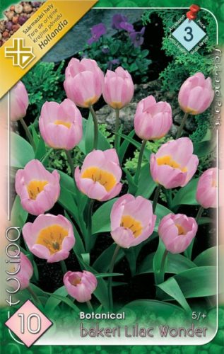 Tulipán virághagyma, gumó Bakeri Lilac Wonder