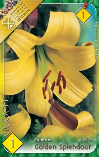 Liliom virághagyma, gumó, Golden Splendour