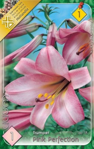 Liliom virághagyma, gumó, Pink Perfection