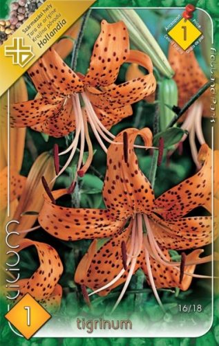 Liliom virághagyma, gumó, Tigrinum