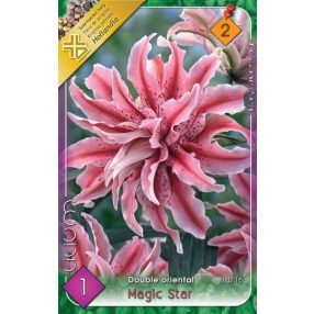 Liliom virághagyma, gumó, Magic Star oriental Teltvirágú