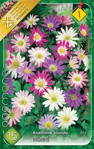 Szellőrózsa virághagyma, gumó, Anemone blanda