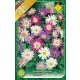 Szellőrózsa virághagyma, gumó, Anemone blanda