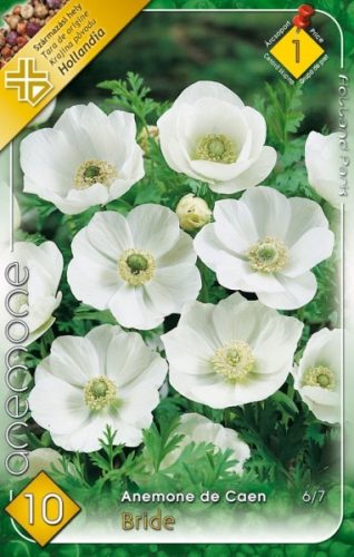 Szellőrózsa virághagyma, gumó, Anemone de Caen Bride