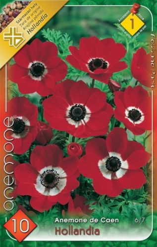Szellőrózsa virághagyma, gumó, Anemone Hollandia
