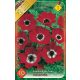 Szellőrózsa virághagyma, gumó, Anemone Hollandia