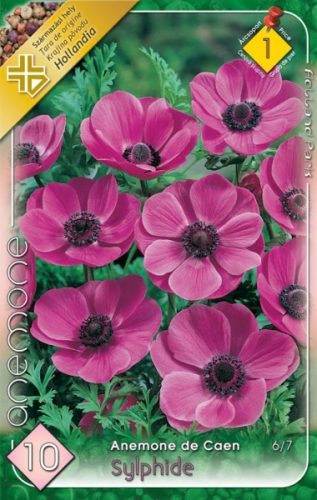 Szellőrózsa virághagyma, gumó, Anemone Sylphide