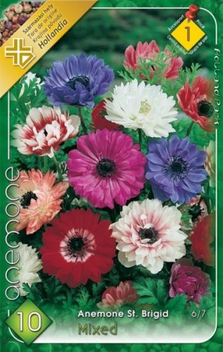 Szellőrózsa virághagyma, gumó, Anemone St. Brigid mixed