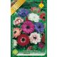 Szellőrózsa virághagyma, gumó, Anemone St. Brigid mixed