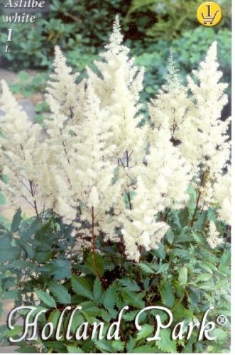Gyöngyvessző virághagyma, gumó, Astilbe fehér
