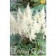 Gyöngyvessző virághagyma, gumó, Astilbe fehér