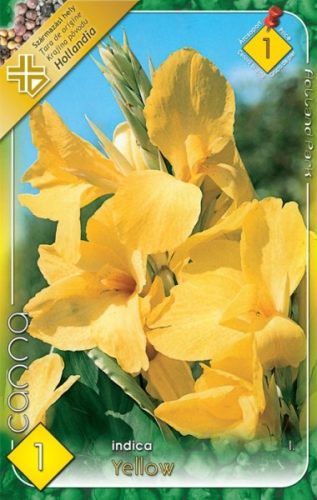 Kána virághagyma, gumó, Canna indica sárga