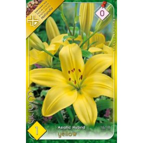 Liliom virághagyma, gumó Asiatic Yellow