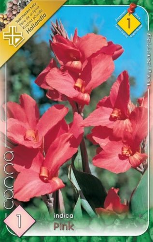 Kána virághagyma, gumó, Canna indica rózsaszín