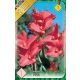 Kána virághagyma, gumó, Canna indica rózsaszín