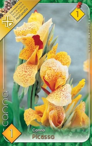Kána virághagyma, gumó, Canna indica Picasso