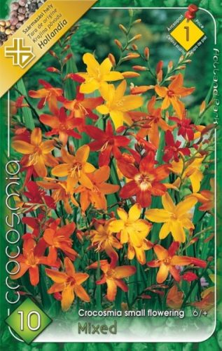 Kerti Sáfrányfű virághagyma, gumó, Crocosmia színkeverék