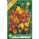 Kerti Sáfrányfű virághagyma, gumó, Crocosmia színkeverék