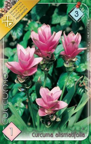 Kurkuma virághagyma, gumó, Curcuma alismatifolia