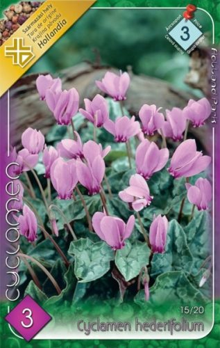 Ciklámen virághagyma, gumó, Cyclamen hederifolium