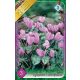 Ciklámen virághagyma, gumó, Cyclamen hederifolium