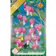 Szívvirág virághagyma, gumó, Dicentra spectabilis