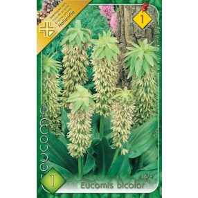   Üstökliliom Kétszínű virághagyma, gumó, Eucomis bicolor