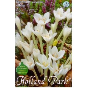 Őszi Kikerics Album virághagyma, gumó