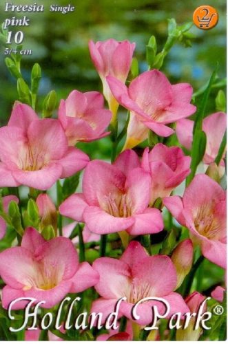 Frézia virághagyma gumó, pink