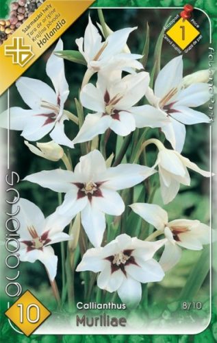 Kardvirág virághagyma, gumó, Gladiolus callianthus