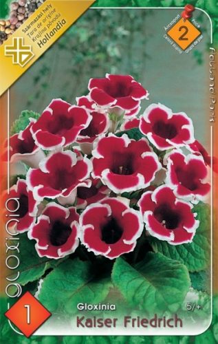 Gloxinia virághagyma, gumó, Kaiser Fried.' piros-fehér