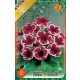 Gloxinia virághagyma, gumó, Kaiser Fried.' piros-fehér