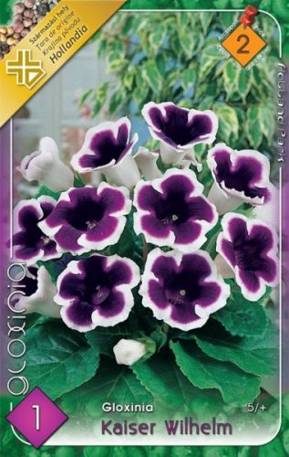 Gloxinia virághagyma, gumó, Kaiser Wilhelm kék-fehé