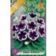Gloxinia virághagyma, gumó, Kaiser Wilhelm kék-fehé